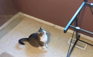 Urnebes u sobi: Zbunjena mačka Auri ne razumije staklo