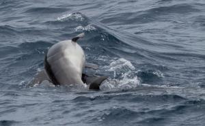 Tužni prizor pored Cresa: Ženka delfina tuguje za uginulim mladuncem