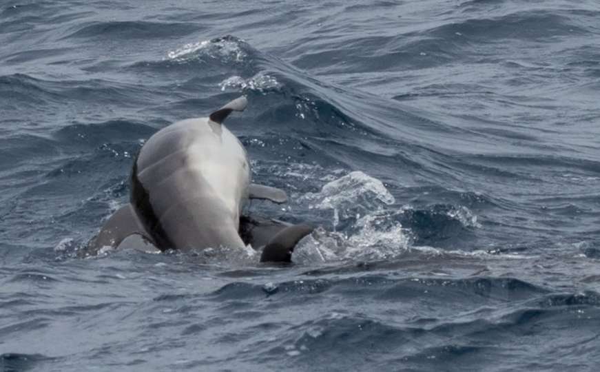 Tužni prizor pored Cresa: Ženka delfina tuguje za uginulim mladuncem
