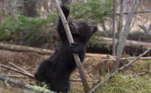 Istopit ćete se kad pogledate kako medvjedići uče penjanje po stablu