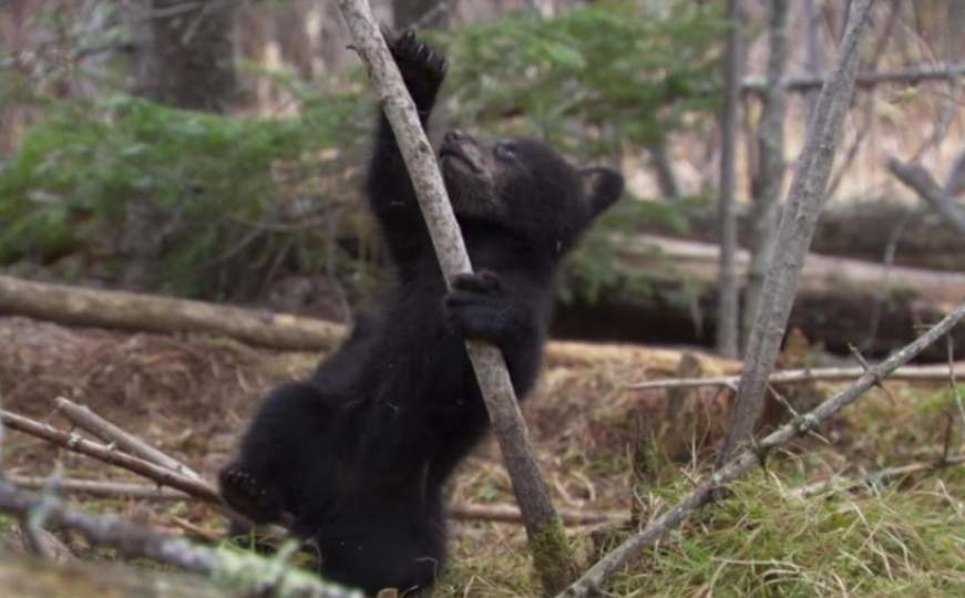 Istopit ćete se kad pogledate kako medvjedići uče penjanje po stablu
