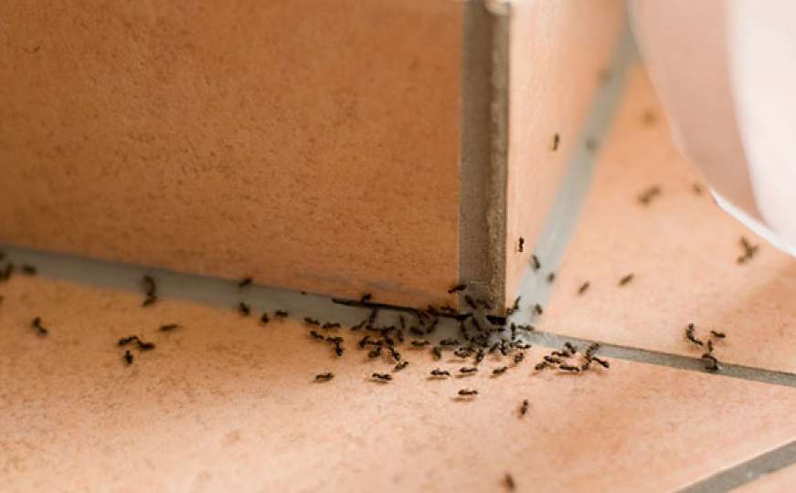 Kako da istjerate mrave iz kuće