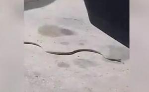 Djevojčica snimila zmiju kako se uvlači u automobil u Splitu