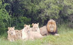 Lavovi ubili lovokradice koje su ušle u rezervat da love nosoroge