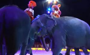Slon iz cirkusa pao na publiku u Njemačkoj