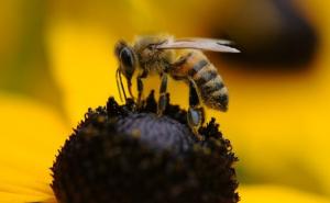 Odličan trik koji će vam pomoći nakon uboda pčele ili ose