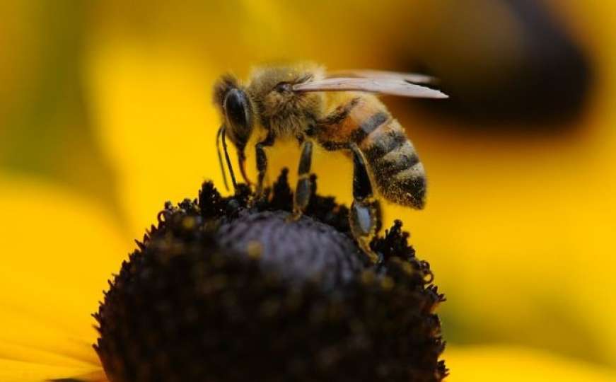 Odličan trik koji će vam pomoći nakon uboda pčele ili ose