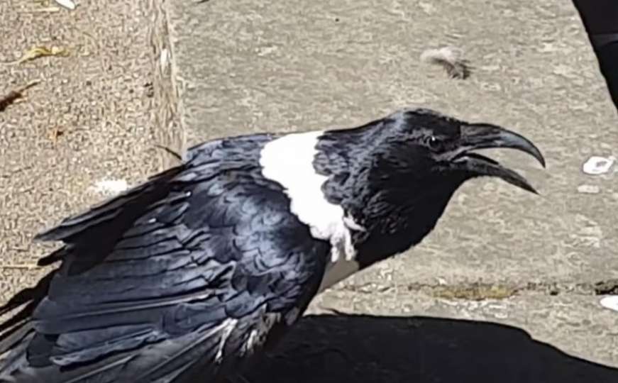 Pametna ptica: Vrana pozdravlja turiste sa "jesi dobro, ljubavi"