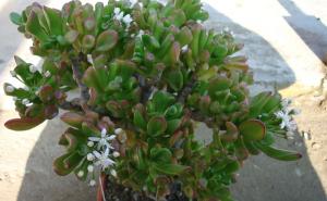 Lijepa krasula: Biljka koja privlači energiju novca