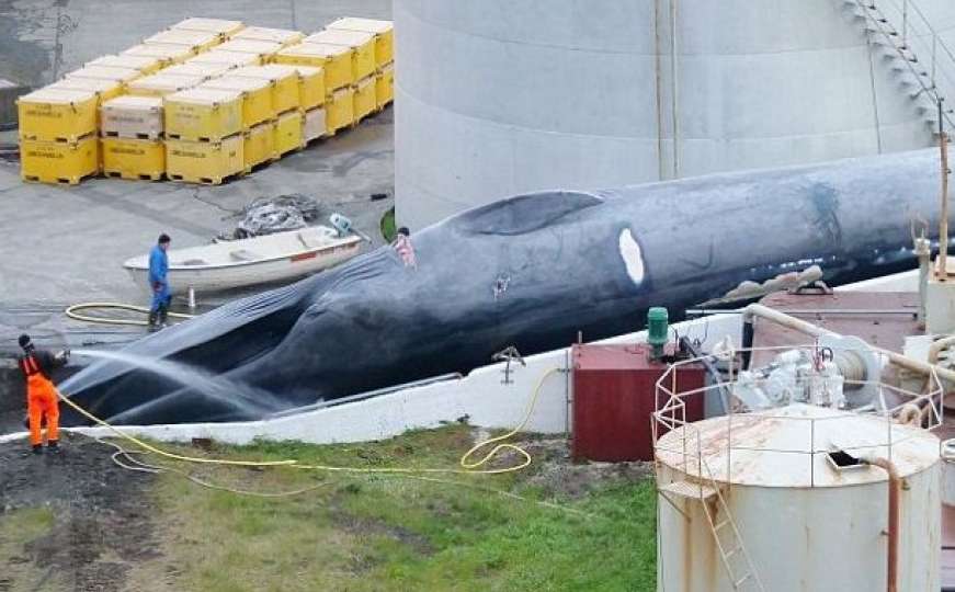 Kitolovci ubili plavog kita: Vrstu koja nije ubijena više od 50 godina