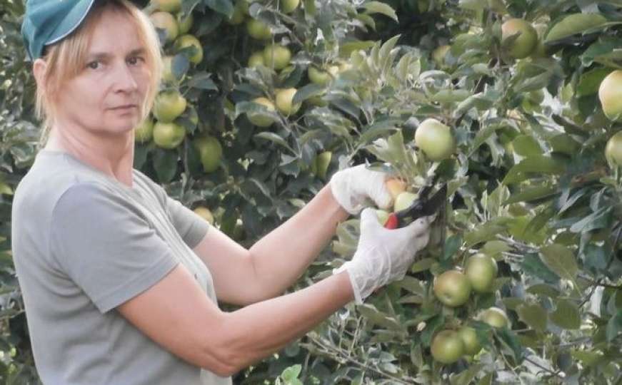 BiH pozdravlja rusku odluku: Izvoz jabuka bio manji za 92 posto