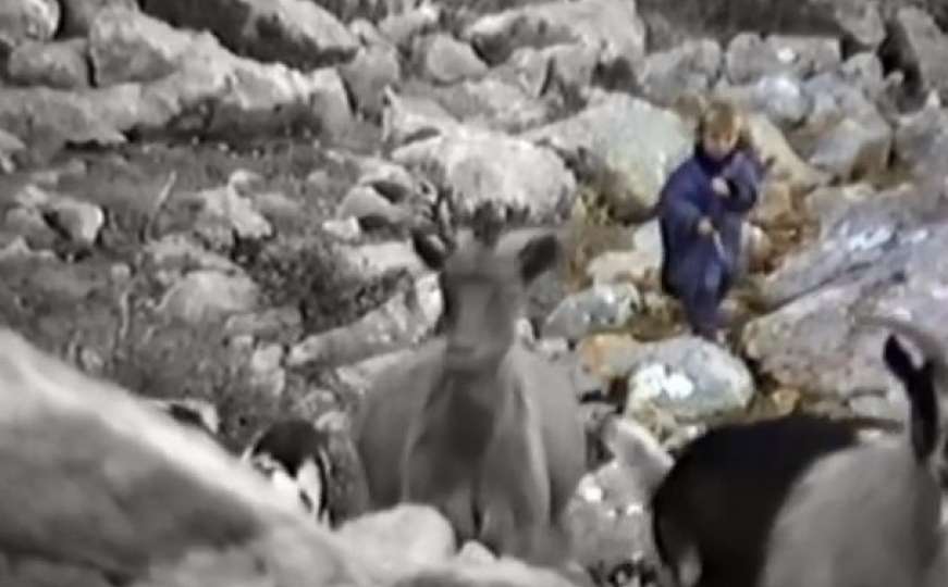 Pogledajte snimku petogodišnjeg Luke Modrića kako čuva koze na Velebitu