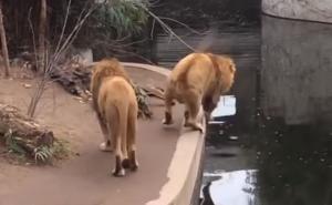 I kralj džungle može biti smotan