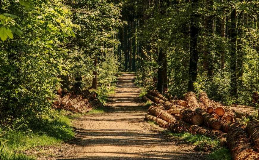 Pokrenuta inicijativa da se iz BiH zabrani izvoz drveta i drvnih prerađevina