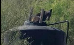 Arizona: Spasili medvjeda koji je upao u rezervoar s vodom