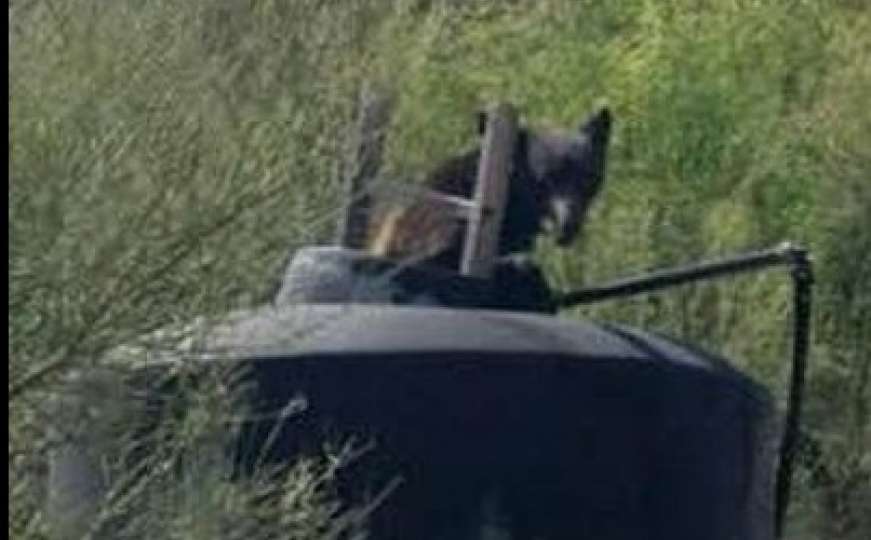 Arizona: Spasili medvjeda koji je upao u rezervoar s vodom