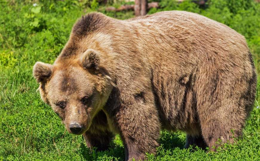 Rusija: Medvjedi raskopali grobove 