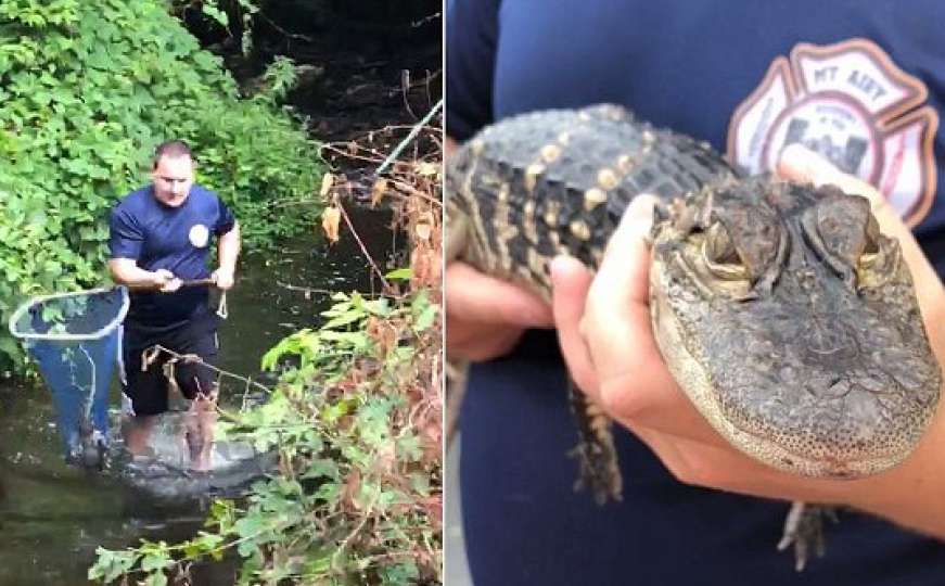 Pennsylvania: Umjesto svog ljubimca, u dvorištu pronašla aligatora 