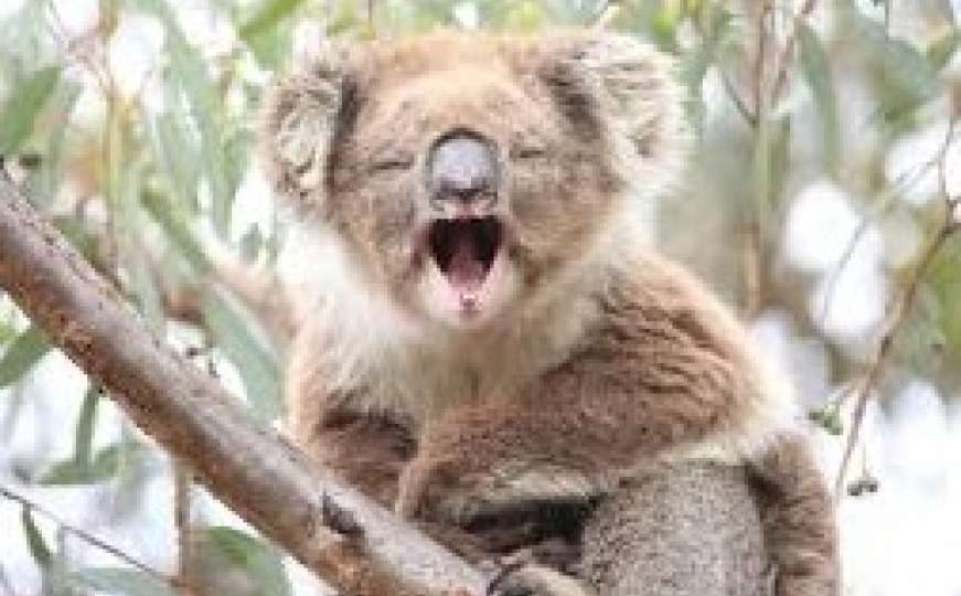 Koale spavaju 22 sata u prosjeku