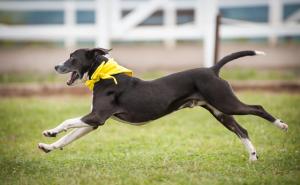 Ja sam Teo, i tražim dom!