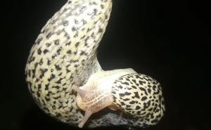 Nevjerovatno spuštanje puža s drveta na zemlju 