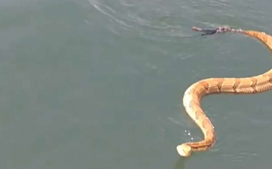 Otrovna zmija plivala jezerom i popela se na porodični čamac