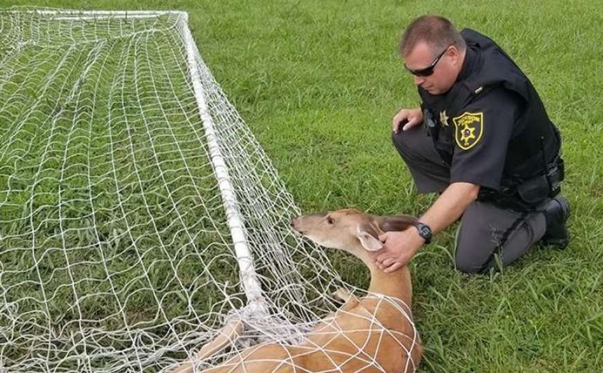 Policija oslobodila jelena iz fudbalske mreže u Zapadnoj Virdžiniji