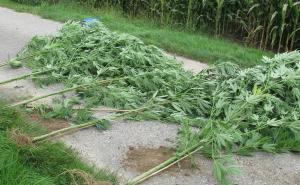 Policija pronašla 1.083 stabljike indijske konoplje i kilogram marihuane