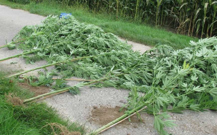 Policija pronašla 1.083 stabljike indijske konoplje i kilogram marihuane