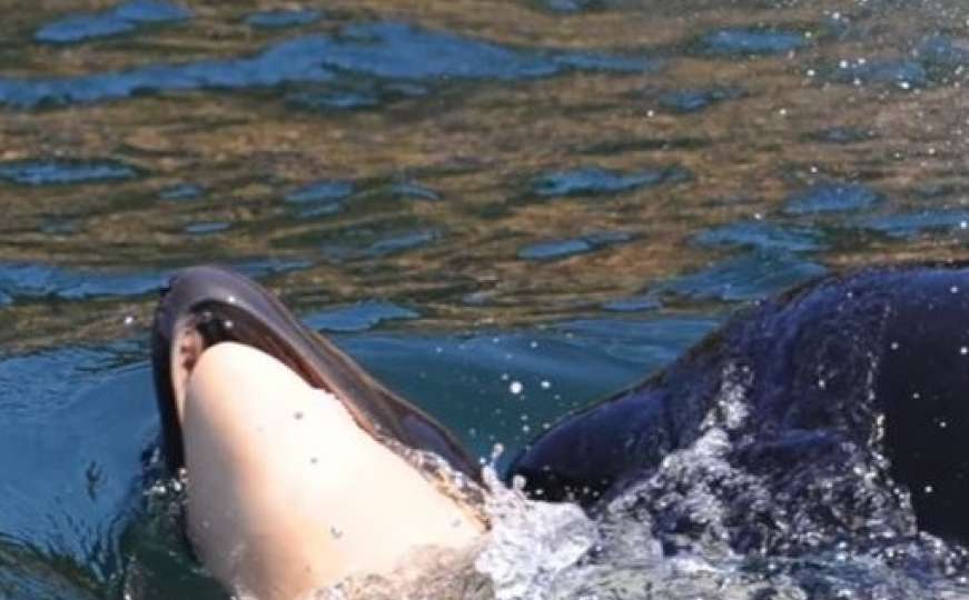 Očajna mama kita ubice danima bila uz svog uginulog mladunca