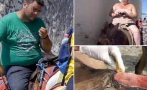 Zbog pretilih turista počeli križati magarce s mulama kako bi ih mogli nositi