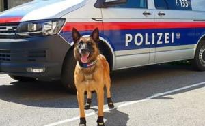 Zaštita od vrelog asfalta: Policijski psi u Beču dobili zaštitu