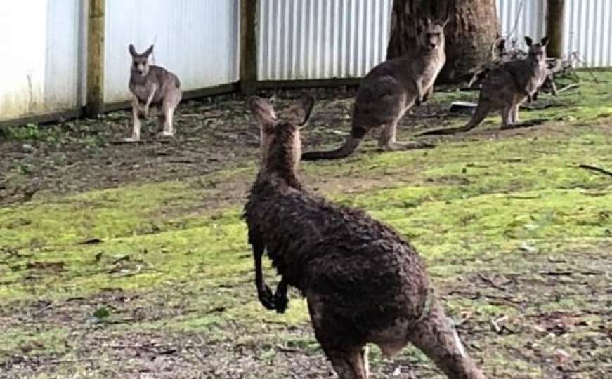 Kengur preskočio ogradu višu od dva metra i pobjegao iz skloništa