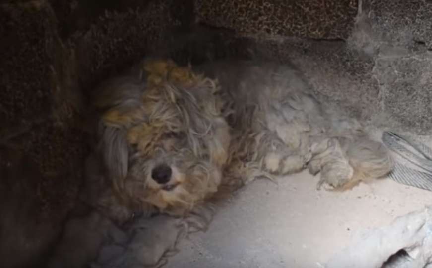 Lokomaki je hrabri pas koji je preživio veliki požar u Atini 