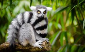 Skoro smo izbrisali još jednu vrstu: Lemuri na rubu izumiranja