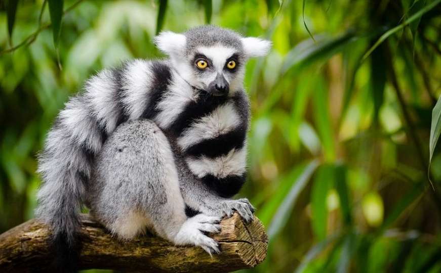 Skoro smo izbrisali još jednu vrstu: Lemuri na rubu izumiranja