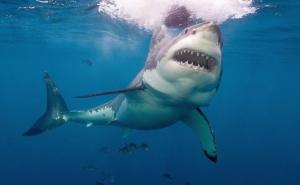 Užas u popularnom ljetovalištu u Egiptu: Ajkula ubila turistu