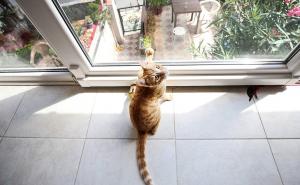 Hotel za mačke u Istanbulu pruža i usluge rehabilitacije