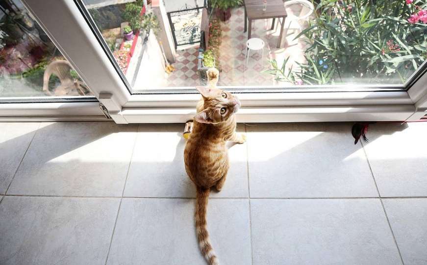 Hotel za mačke u Istanbulu pruža i usluge rehabilitacije