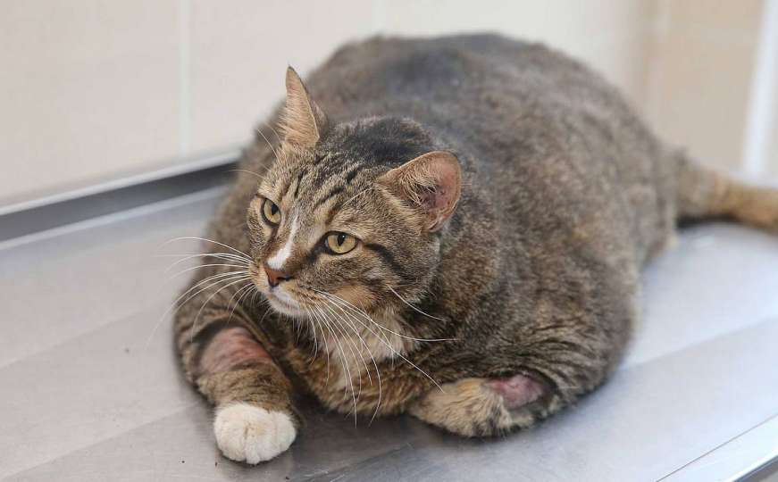 Mačka teška 19 kilograma uz kontrolu veterinara počela s dijetom