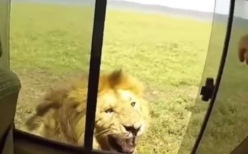 Ljudska glupost nema kraja: Turisti misle da je "cool" dirati lava u divljini