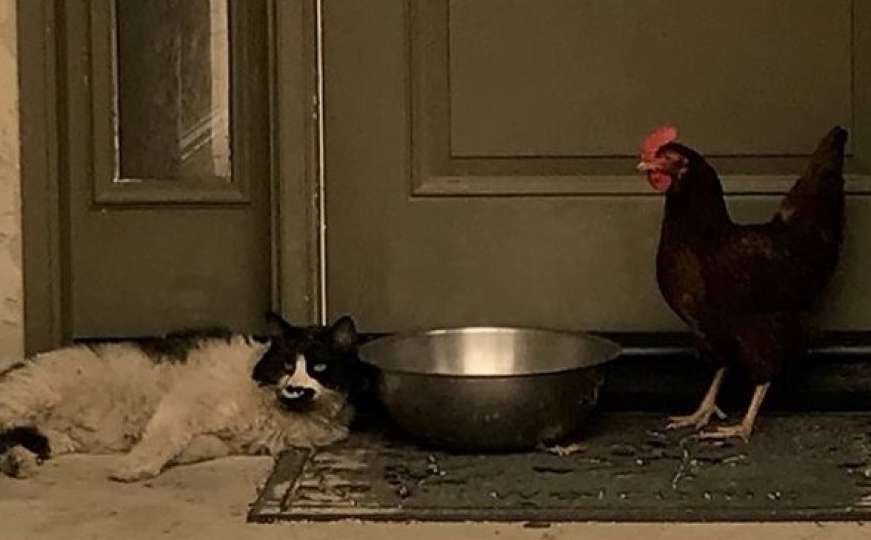 Mačka i kokoš zajedno se sakrili od stravičnog požara