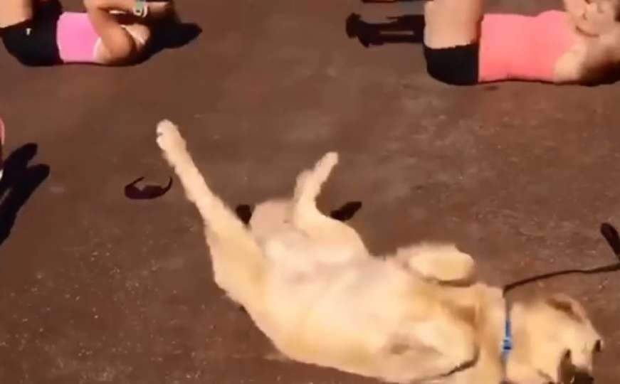 Preslatko: Pogledajte ovog psa kako vježba sa svojom vlasnicom 
