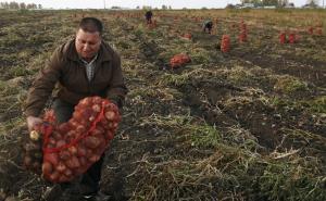 Bosni i Hercegovini prijeti nestašica krompira