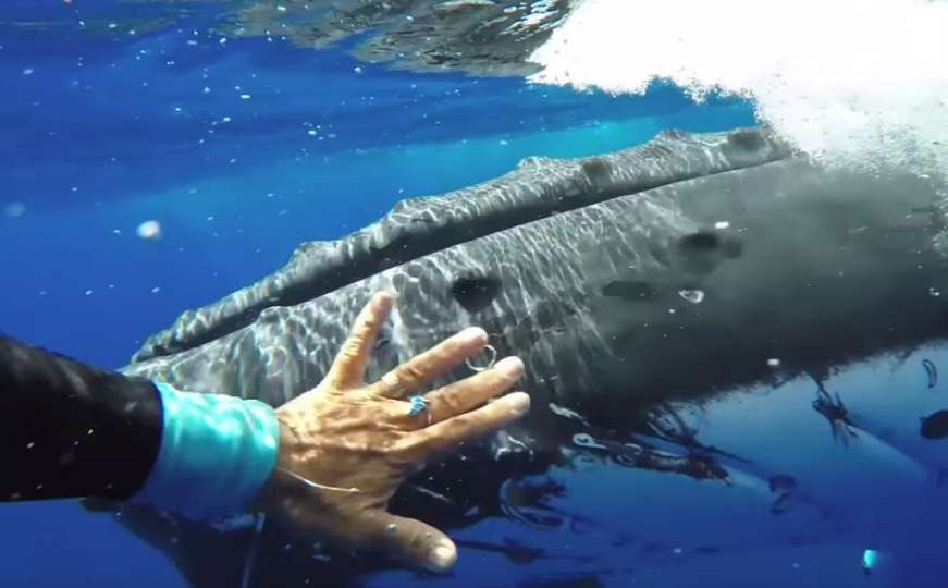 Morski divovi ogromnog srca: Kit spasio ženu od ajkule
