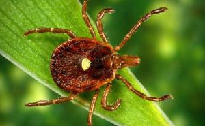 Sve što trebate znati o krpeljima: Kako se zaštititi i šta uraditi ako vas ugrize