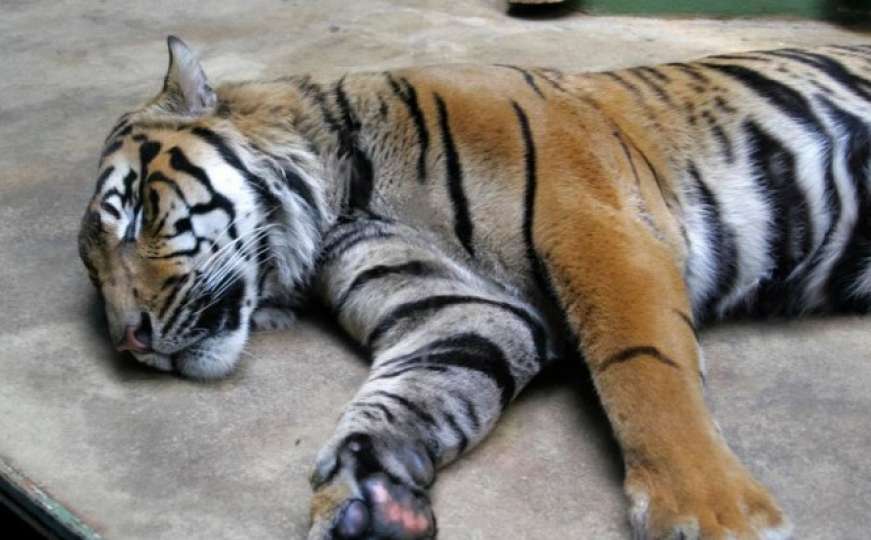 Zoo Sarajevo: Uskoro dolazi bengalski tigar