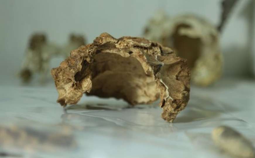 Pronađene lobanje medvjeda i kune stare oko 14.000 godina
