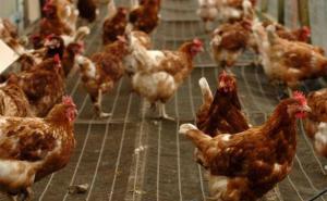 Planula farma koka kod Visokog, šteta velika