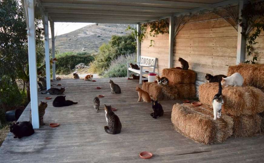 Volite mačke i želite živjeti na grčkom otoku? Našli smo savršen posao za vas